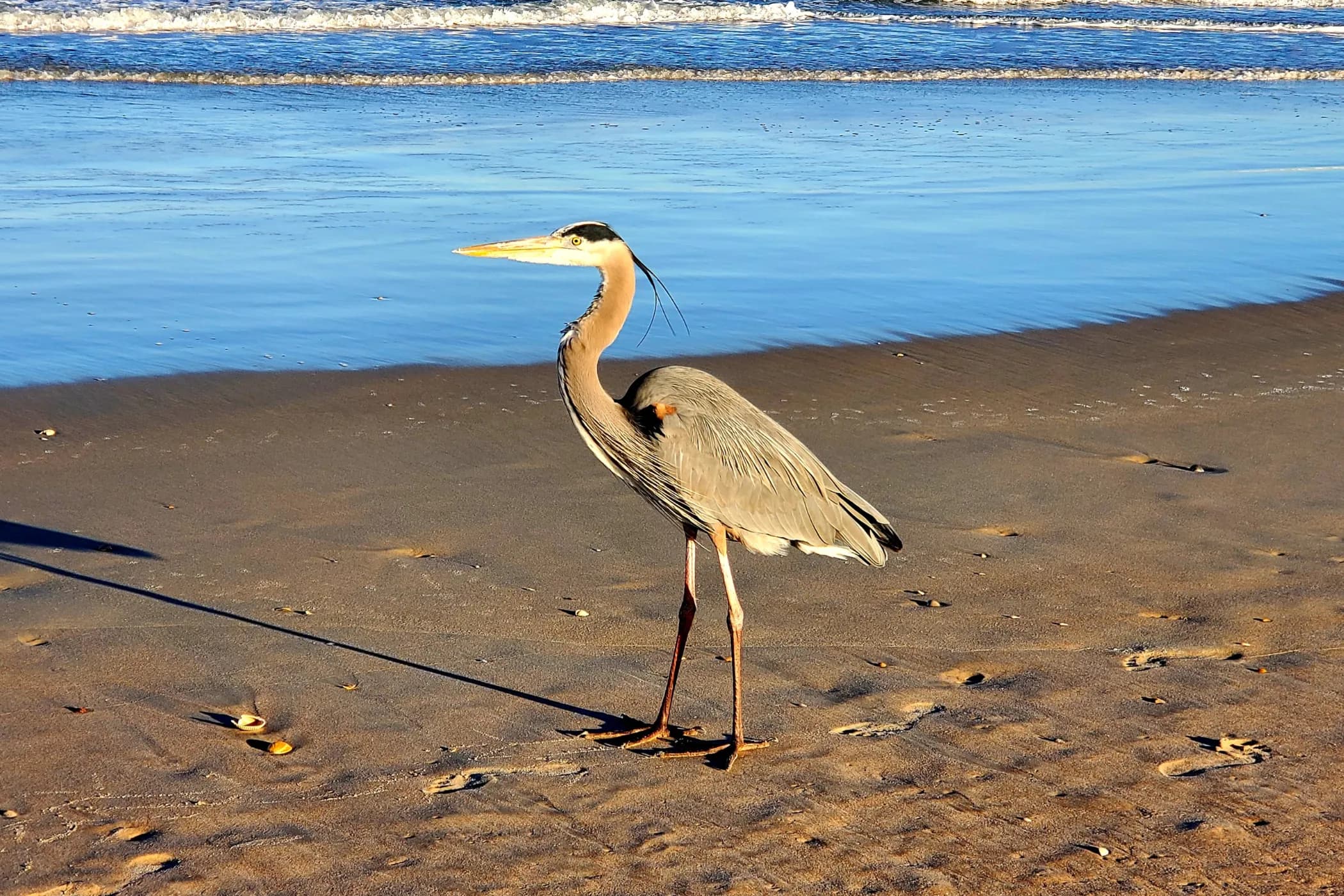 Heron standing on wet sand near the shoreline with ocean waves in the background.